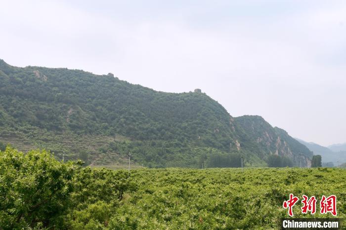 長城腳下萬畝栗花綻放，散發(fā)出淡淡清香?！『略破?攝