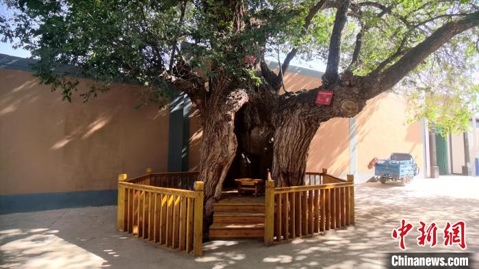 圖為阿河灘地質(zhì)文化村樹(shù)齡高達(dá)800年的空心古榆樹(shù)?！埡ｖ?攝