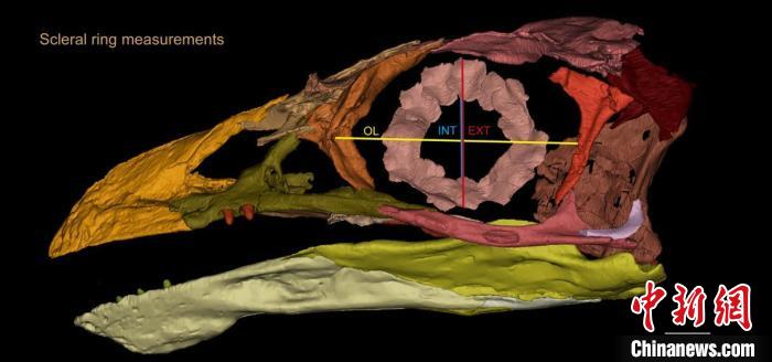熱河鳥(niǎo)STM3-8化石標(biāo)本的鞏膜環(huán)復(fù)原及測(cè)量示意圖?！『?供圖