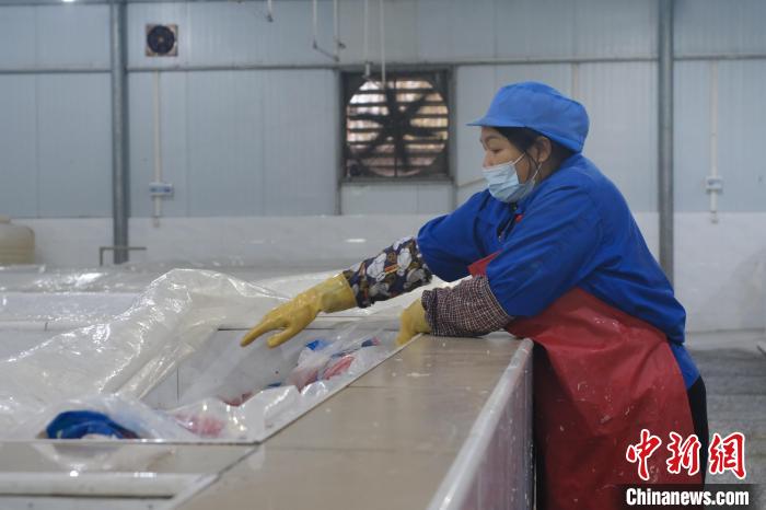 圖為一名工人正在檢查酸筍腌制情況?！⒖÷?攝