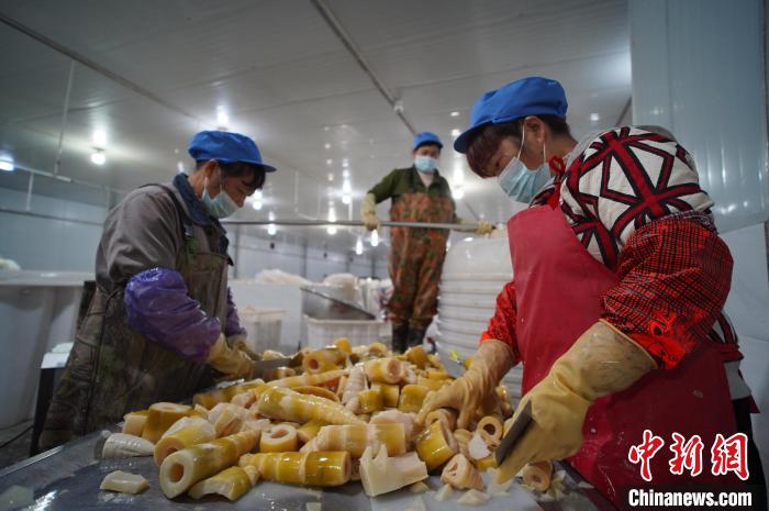 圖為多名工人正在將酸筍切成小塊?！№f國政 攝