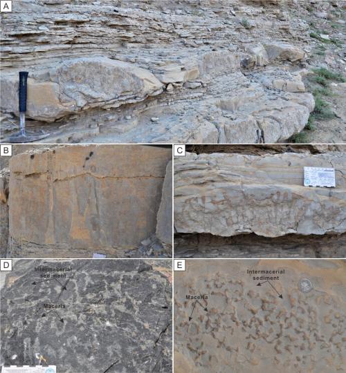 寒武系生物礁沉積模式示意圖?！∧瞎潘?供圖