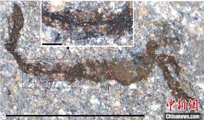 一個(gè)類似于寒武紀(jì)大附肢綱節(jié)肢動(dòng)物Yohoia的新物種(圖片來(lái)自Joe Botting)?！∈┢樟指瘛ぷ匀?供圖