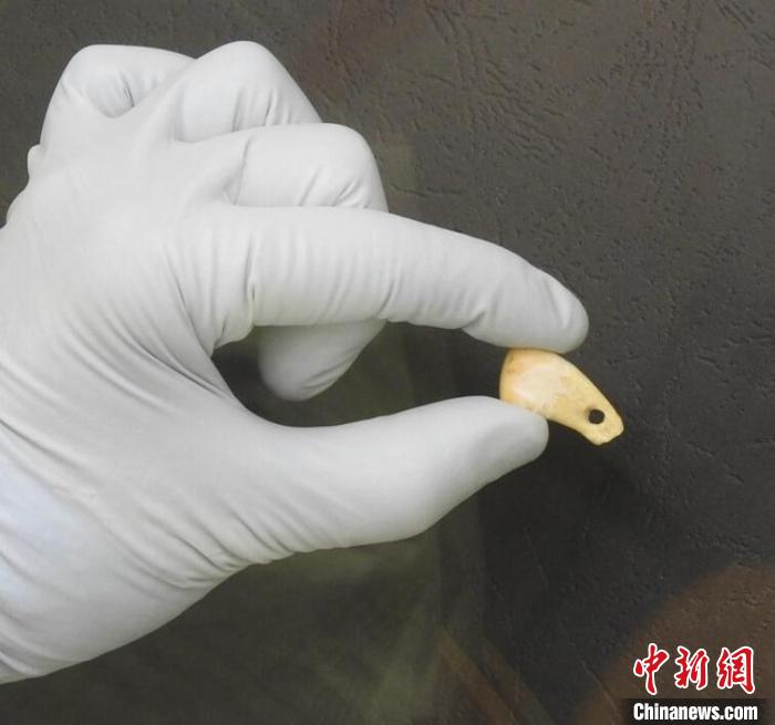打孔鹿牙墜飾提取DNA后(圖片來(lái)自馬克斯·普朗克演化人類學(xué)研究所)。　施普林格·自然 供圖