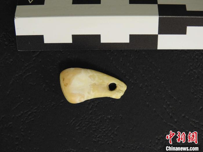 在南西伯利亞丹尼索瓦洞發(fā)現(xiàn)的打孔鹿牙墜飾(圖片來(lái)自馬克斯·普朗克演化人類學(xué)研究所)。　施普林格·自然 供圖