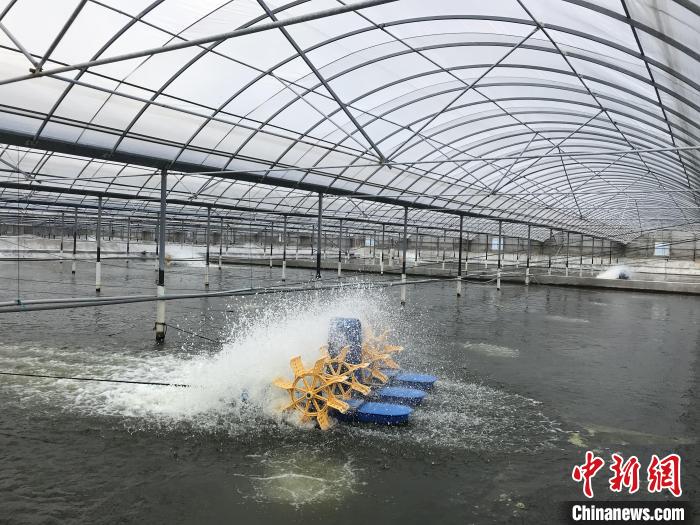 南美白對蝦養(yǎng)殖基地?！∠笊轿r蟹科技小院供圖