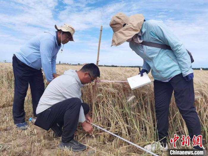 去年新疆冬小麥高產(chǎn)紀錄是863.8公斤。　薛瑋 攝