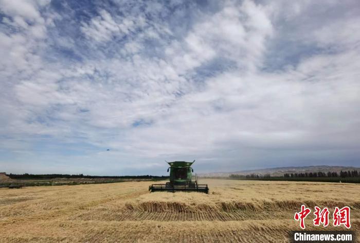 894.3公斤！石河子一麥田再創(chuàng)新疆冬小麥畝產(chǎn)新高