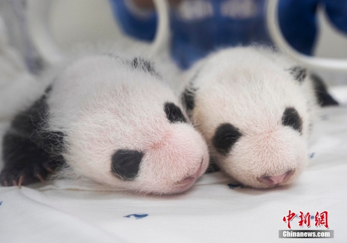當(dāng)?shù)貢r(shí)間8月7日，韓國三星愛寶樂園公布雌性雙胞胎大熊貓幼崽(左為姐姐，右為妹妹)于6日拍攝的滿月照。愛寶樂園 供圖
