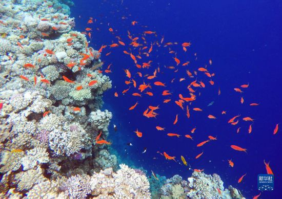  這是10月2日在埃及西奈半島達哈布藍洞內(nèi)拍攝的珊瑚和魚類。新華社記者 隋先凱 攝