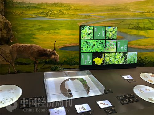   （中醫(yī)藥博物館展出的各類(lèi)中藥材令人應(yīng)接不暇。中國(guó)經(jīng)濟(jì)周刊記者 郭志強(qiáng) 攝）