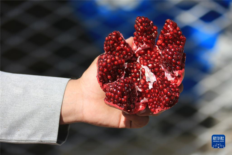 11月10日，在阿富汗首都喀布爾，商販展示產(chǎn)自阿富汗南部坎大哈省的石榴。新華社發(fā)（塞夫拉赫曼·薩菲攝）