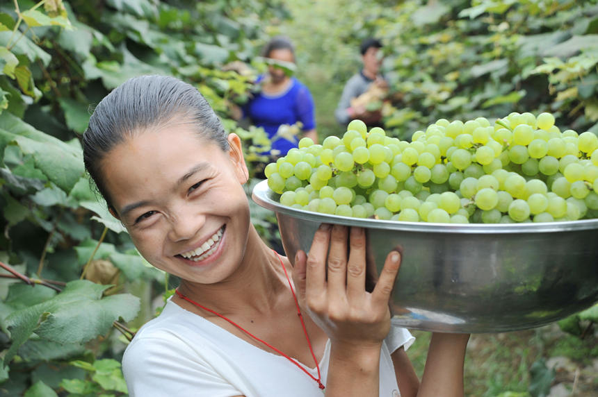“關(guān)口葡萄谷”正成為花坪鎮(zhèn)域經(jīng)濟發(fā)展的重要增長點。