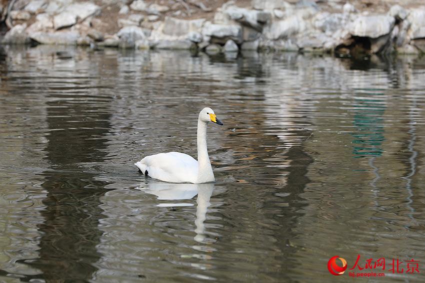 北京動物園水禽湖上，水鳥游弋其中，傳遞春的消息。人民網(wǎng) 尹星云攝