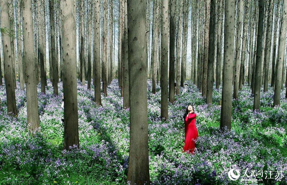 大地好像鋪上了夢幻般的地毯，分外迷人。陳義寶攝