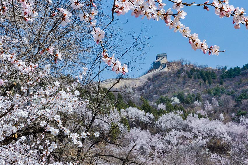 眼下，八達(dá)嶺長城內(nèi)外春花爭艷。陸軍攝