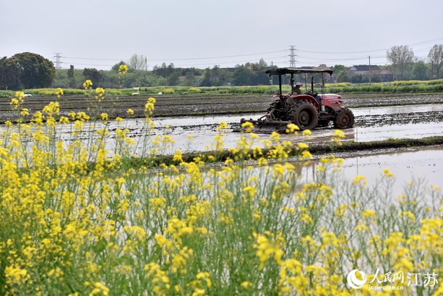 第一批早稻開始插播。崔煒攝