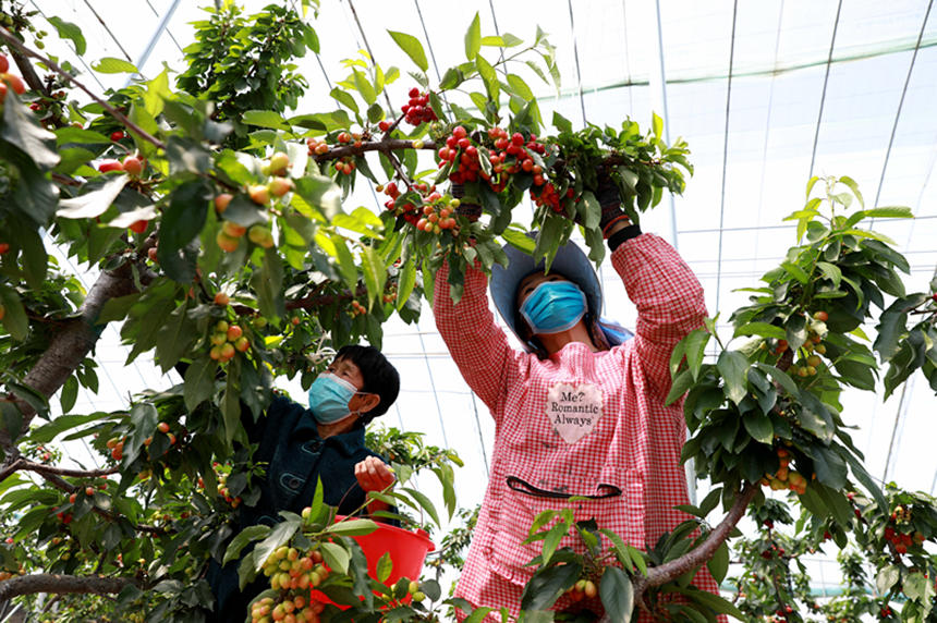 河北省邢臺市任澤區(qū)東古城村果農(nóng)在大棚里采摘櫻桃。 宋杰攝