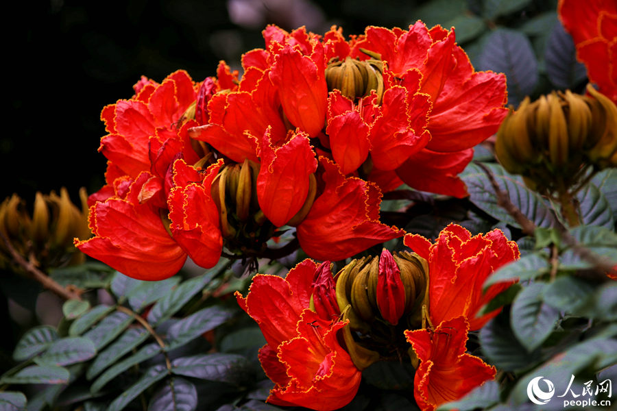 一朵朵紅花在枝葉頂端綻放。人民網 陳博攝