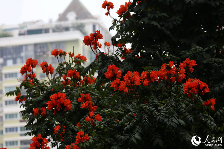 火焰木花朵遠觀猶如燃燒的火。人民網 陳博攝