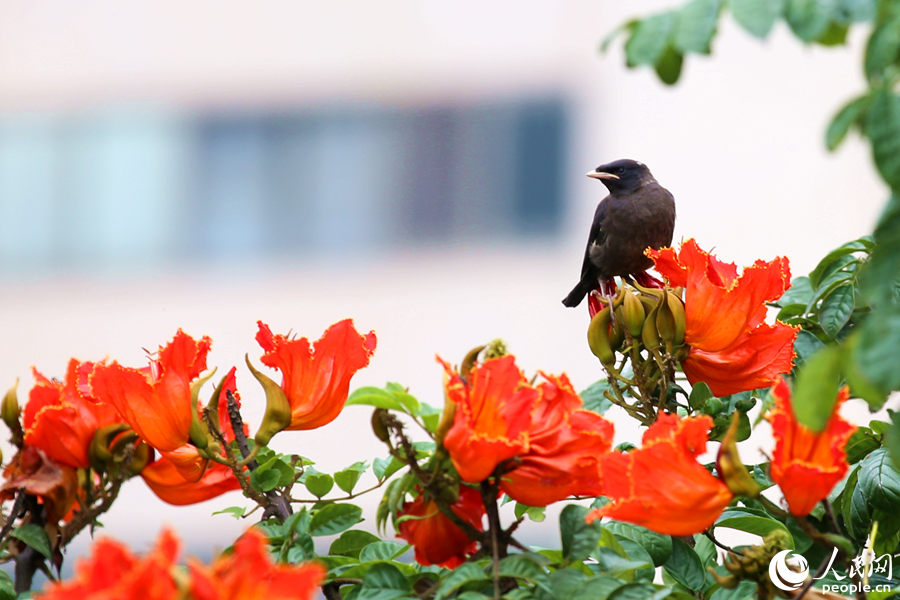 一只小鳥在火焰木花朵間眺望。人民網 陳博攝