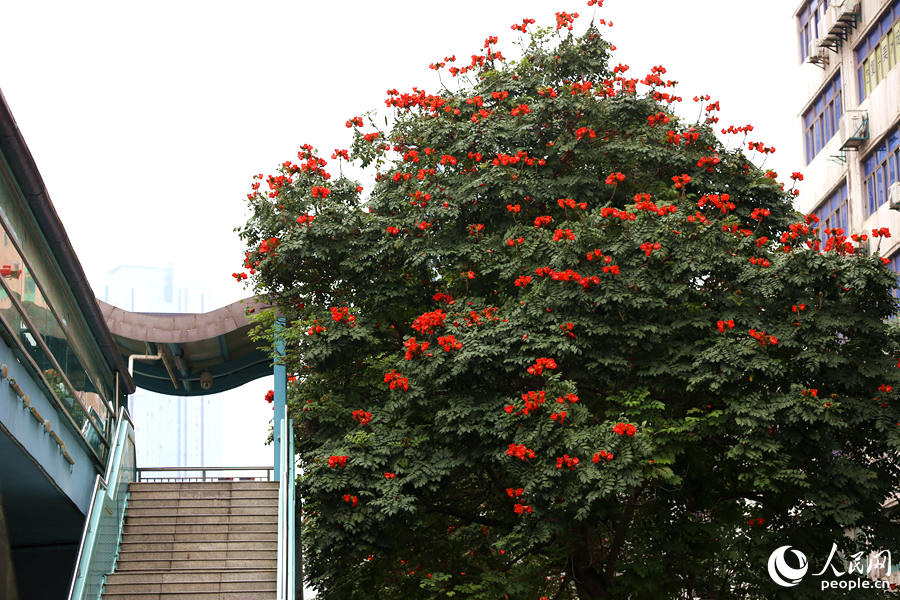廈門市金榜公園BRT站旁的火焰木。人民網 陳博攝