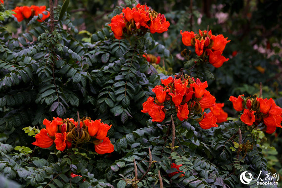 火焰木花朵聚成緊密的傘房式總狀花序。人民網 陳博攝
