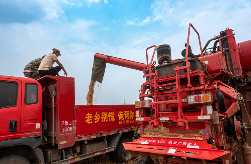 魯山縣組織多種形式的志愿隊(duì)伍，幫助困難群眾解決夏收夏種難題。葉全花攝