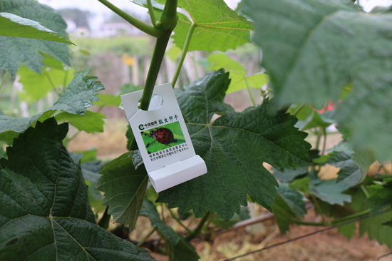 綠色的水果枝葉上掛著赤眼蜂卵卡。受訪單位供圖