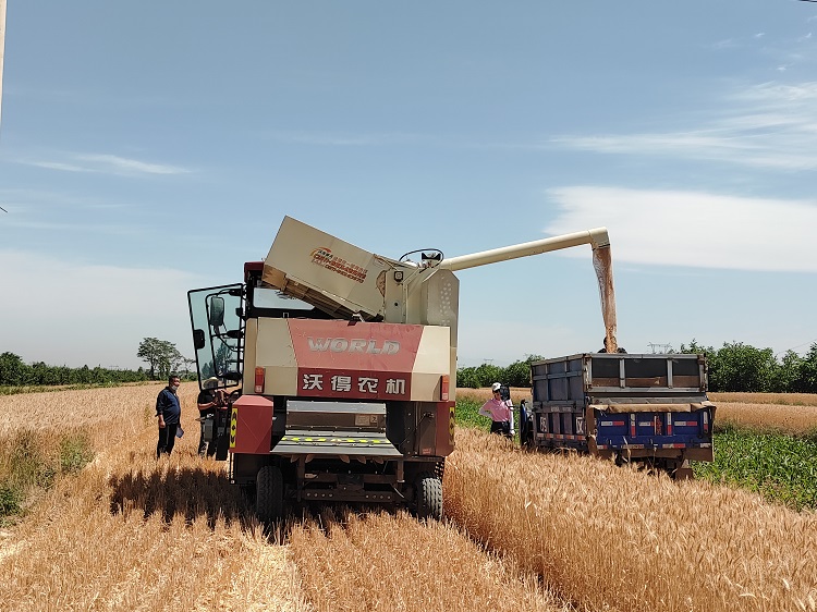 臨汾市堯都區(qū)賈得鄉(xiāng)大王村麥?zhǔn)宅F(xiàn)場。劉婷婷攝