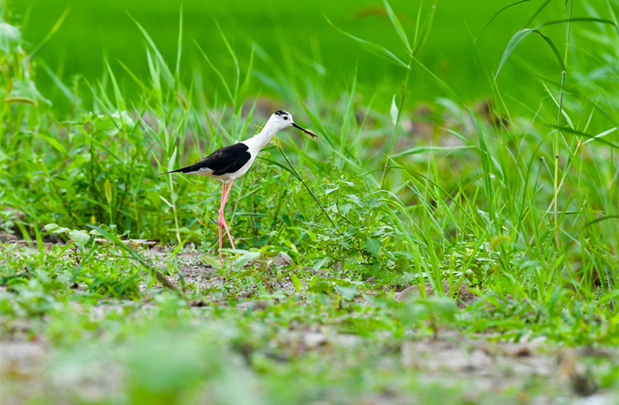 生態(tài)綠屏修復(fù)完成，吸引眾多野生動(dòng)物在此棲息繁衍。翟鑫彬攝