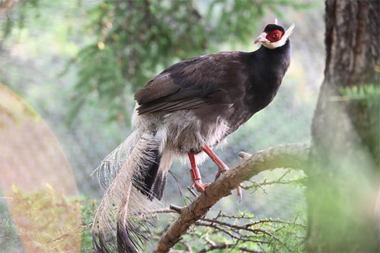小五臺山國家級自然保護(hù)區(qū)繁育基地中的褐馬雞。姚偉強(qiáng)攝
