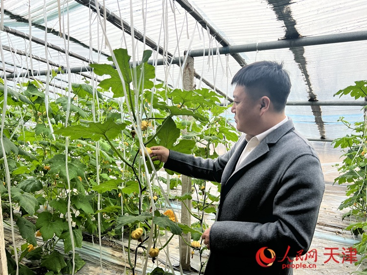 西青區(qū)辛口鎮(zhèn)大杜莊村黨總支書記、村委會主任畢紅鴿介紹當(dāng)下大棚里種植的造型奇特的文玩葫蘆。  人民網(wǎng) 孫翼飛攝