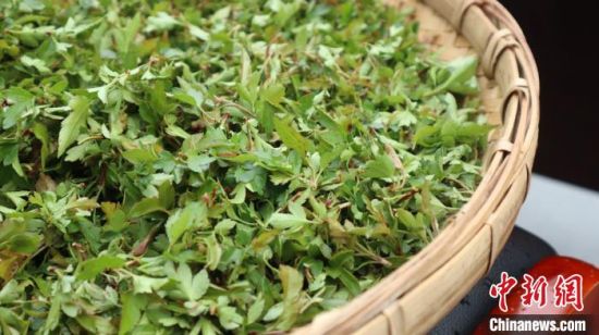 圖為班瑪藏雪茶?！O睿 攝