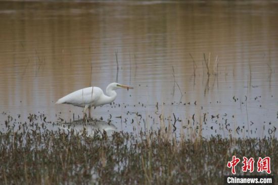 圖為大白鷺。可魯克湖-托素湖自然保護區(qū)服務中心供圖 　　