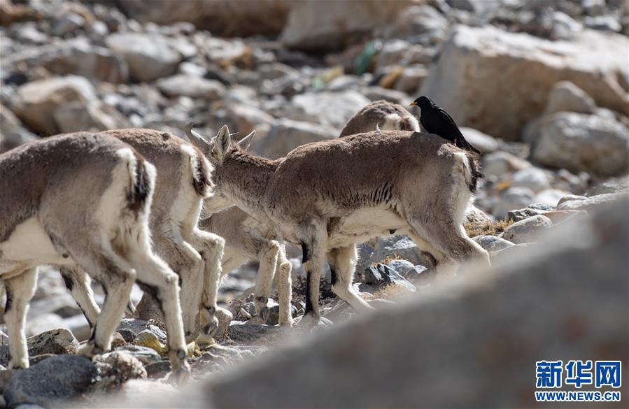 (圖文互動)(3)“最美第三極”:筑起生態(tài)文明高地