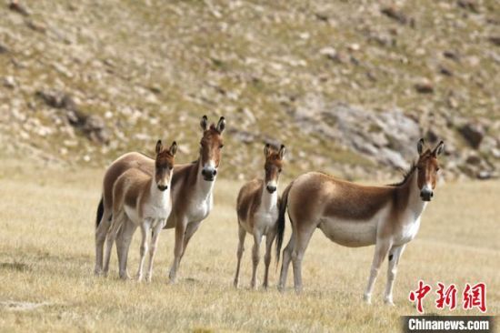 圖為三江源國(guó)家公園資料圖。三江源國(guó)家公園管理局供圖 　　