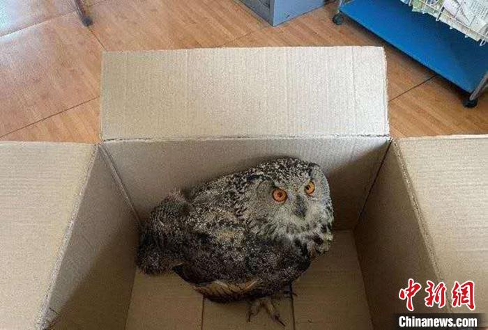 圖為青海省西寧市大通縣公安局森林警察大隊(duì)民警救助的國家二級保護(hù)野生動物——雕鸮?！∏嗪Ｊ」矎d森林警察總隊(duì)供圖 攝