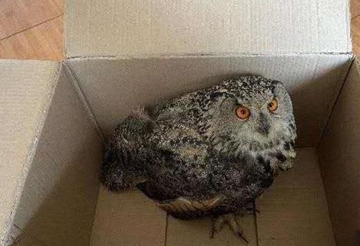 圖為青海省西寧市大通縣公安局森林警察大隊民警救助的國家二級保護(hù)野生動物——雕鸮。　青海省公安廳森林警察總隊供圖 攝