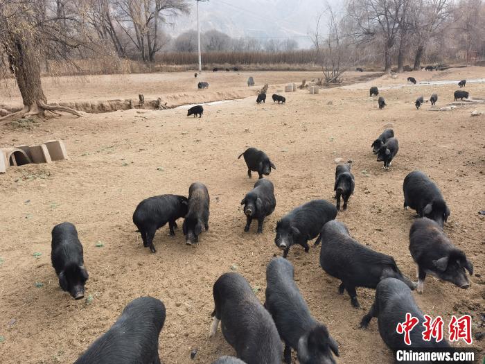 圖為藏香豬?！∑钤鲚?攝