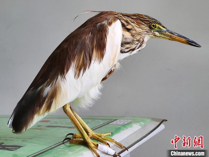 圖為被救助的國家一級重點保護動物池鷺?！×鴿商?攝