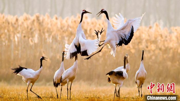 江蘇鹽城黃海濕地上的丹頂鶴?！←}城市委宣傳部供圖