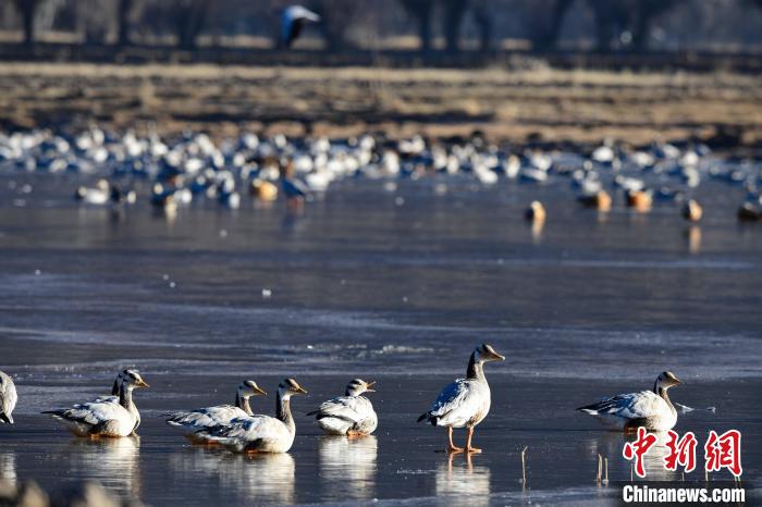 圖為拉薩市林周縣境內(nèi)越冬的候鳥?！∝暩聛硭?攝
