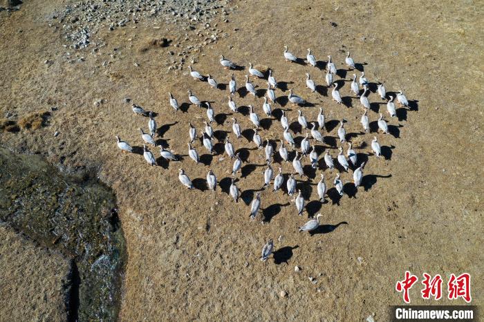 圖為拉薩市林周縣境內(nèi)越冬的候鳥。　貢嘎來松 攝