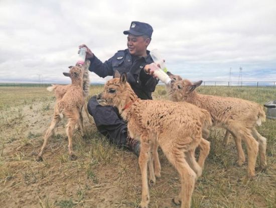 生命禁區(qū)的超級“奶爸”。