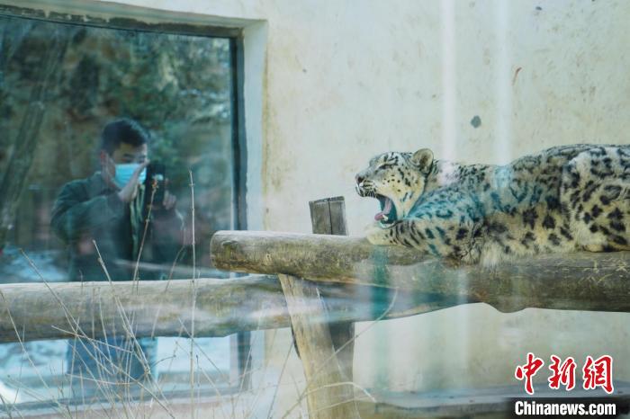 圖為雪豹“奶爸”史壽軍正在直播。　馬銘言 攝