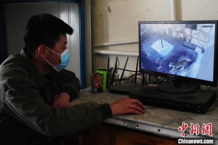 圖為雪豹“奶爸”史壽軍通過(guò)監(jiān)控察看雪豹情況?！●R銘言 攝