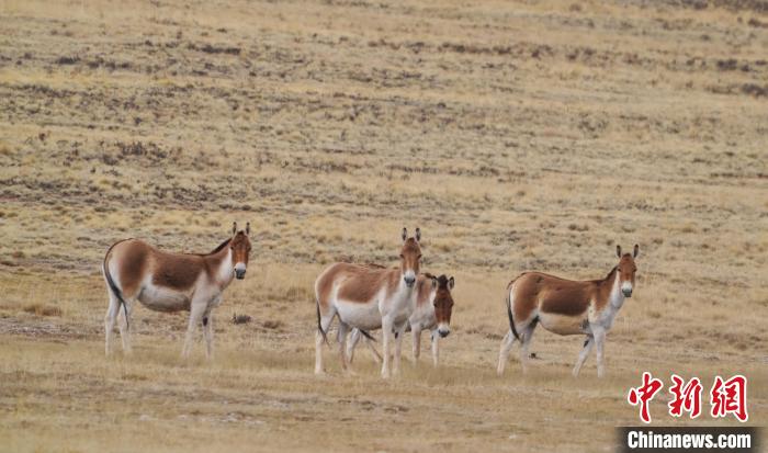 圖為草地上的西藏野驢?！“簿S斌 攝