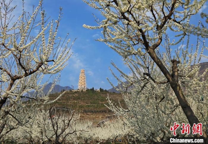 潔白的李花與碉樓交相輝映，勾勒出一幅美麗的和諧生態(tài)畫(huà)卷。　何清海 攝
