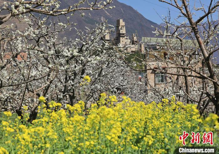 潔白的李花與村寨交相輝映，勾勒出一幅美麗的和諧生態(tài)畫(huà)卷?！『吻搴?攝